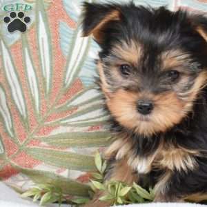 Scout, Yorkie Puppy