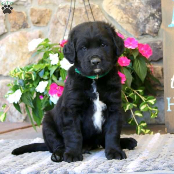 Scout, Labrador Mix Puppy