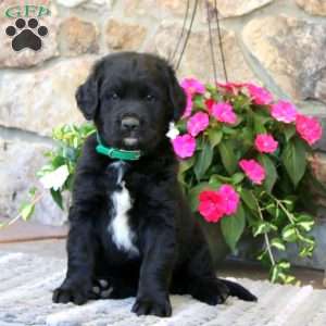 Scout, Labrador Mix Puppy