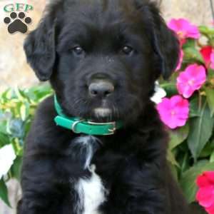 Scout, Labrador Mix Puppy