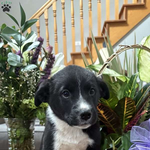 Scout, Border Collie Puppy