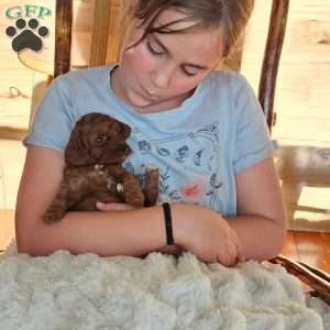 Ruby F1B, Cavapoo Puppy