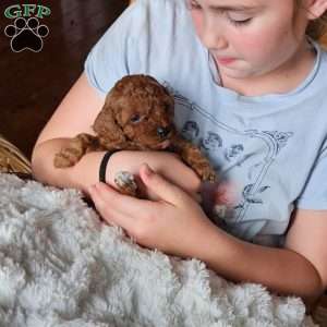 Ruby F1B, Cavapoo Puppy