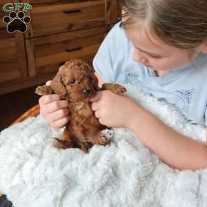 Ruby F1B, Cavapoo Puppy