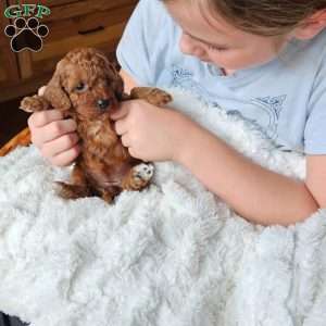 Ruby F1B, Cavapoo Puppy