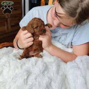 Ruby F1B, Cavapoo Puppy