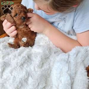Ruby F1B, Cavapoo Puppy