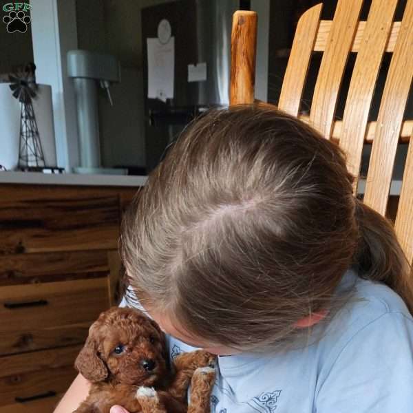 Ruby F1B, Cavapoo Puppy