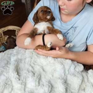 Rosie F1B, Cavapoo Puppy
