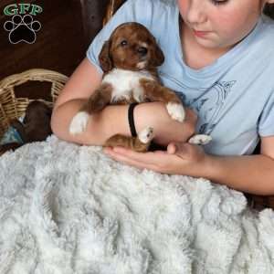 Rosie F1B, Cavapoo Puppy