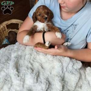 Rosie F1B, Cavapoo Puppy