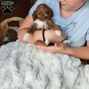 Rosie F1B, Cavapoo Puppy