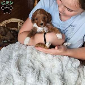 Rosie F1B, Cavapoo Puppy