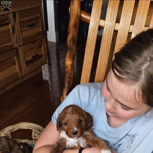 Rosie F1B, Cavapoo Puppy