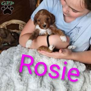 Rosie F1B, Cavapoo Puppy