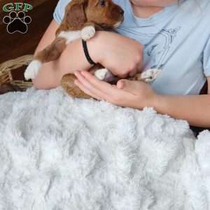 Rosie F1B, Cavapoo Puppy