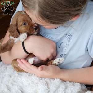 Rosie F1B, Cavapoo Puppy