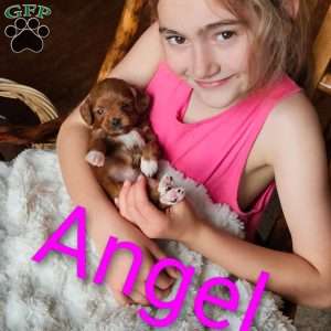 Angel F1B, Cavapoo Puppy
