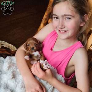 Angel F1B, Cavapoo Puppy