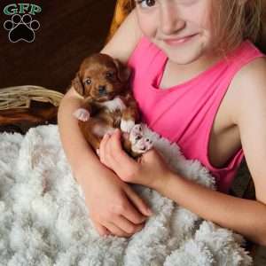 Angel F1B, Cavapoo Puppy
