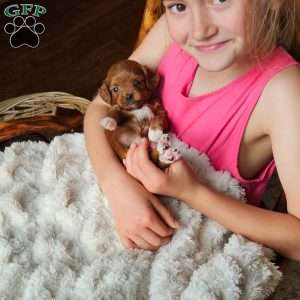 Angel F1B, Cavapoo Puppy