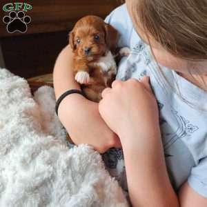 Angel F1B, Cavapoo Puppy