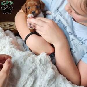 Angel F1B, Cavapoo Puppy