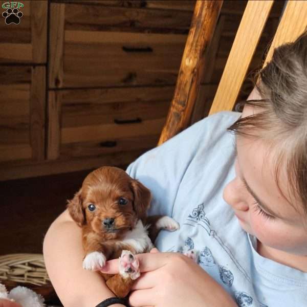 Angel F1B, Cavapoo Puppy