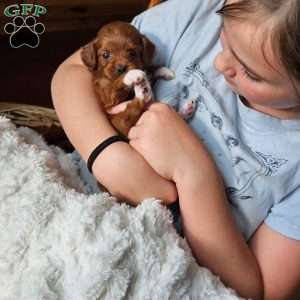 Angel F1B, Cavapoo Puppy