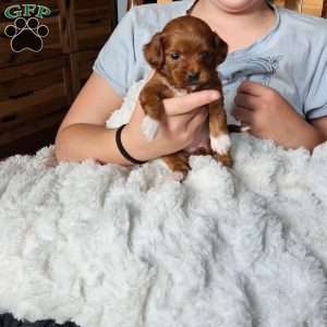 Angel F1B, Cavapoo Puppy