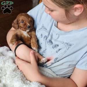 Red F1B, Cavapoo Puppy