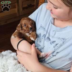 Red F1B, Cavapoo Puppy