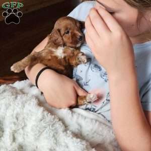 Red F1B, Cavapoo Puppy