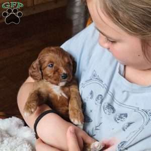 Red F1B, Cavapoo Puppy