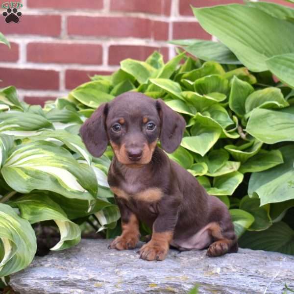 Shadow, Dachshund Puppy