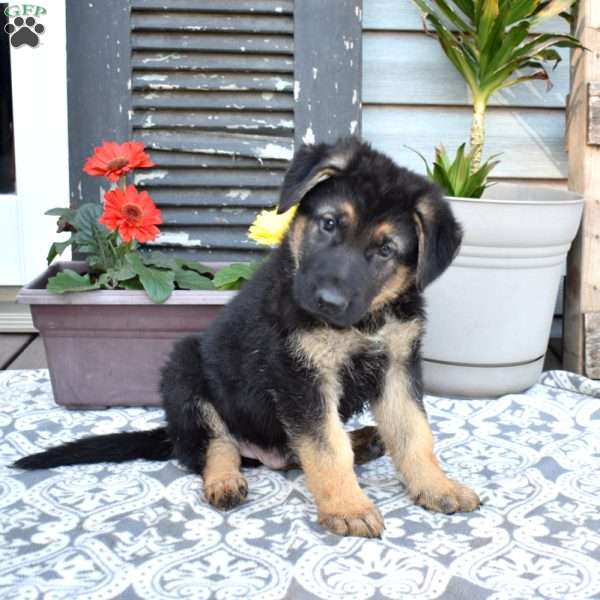 Shadow, German Shepherd Puppy