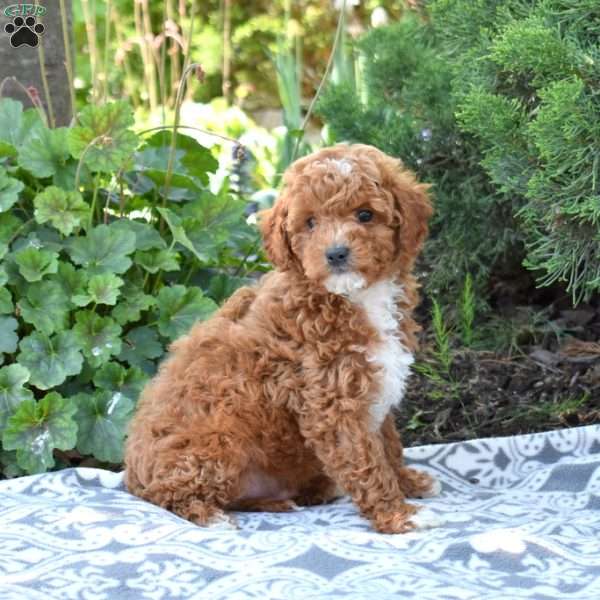 Shadow, Maltipoo Puppy