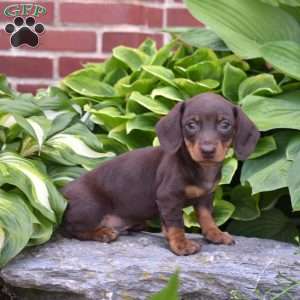 Shadow, Dachshund Puppy