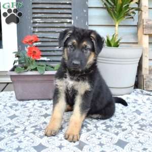 Shadow, German Shepherd Puppy