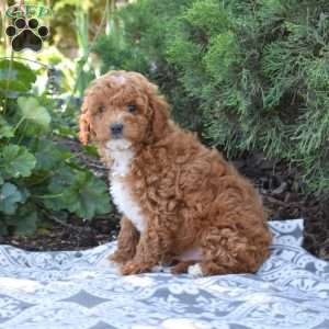 Shadow, Maltipoo Puppy