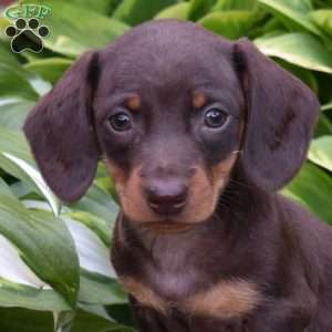 Shadow, Dachshund Puppy