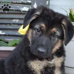 Shadow, German Shepherd Puppy