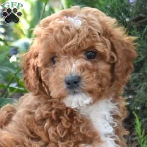 Shadow, Maltipoo Puppy