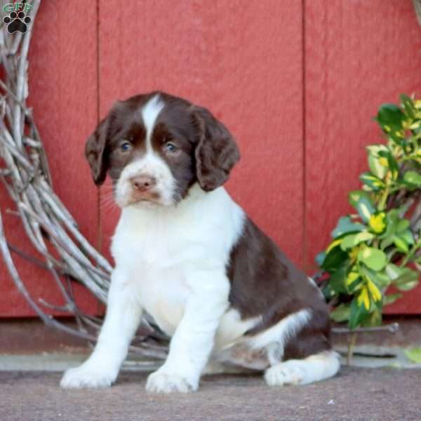 Shadow, English Springer Spaniel Puppy