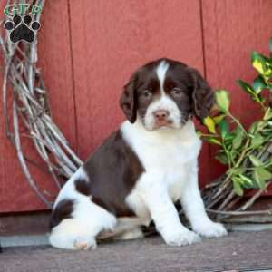 Shadow, English Springer Spaniel Puppy