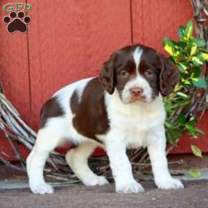 Shadow, English Springer Spaniel Puppy