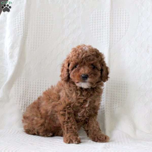 Shawn, Toy Poodle Puppy