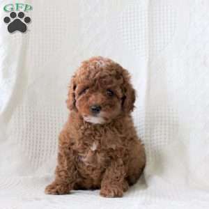 Shawn, Toy Poodle Puppy