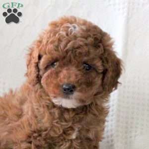 Shawn, Toy Poodle Puppy