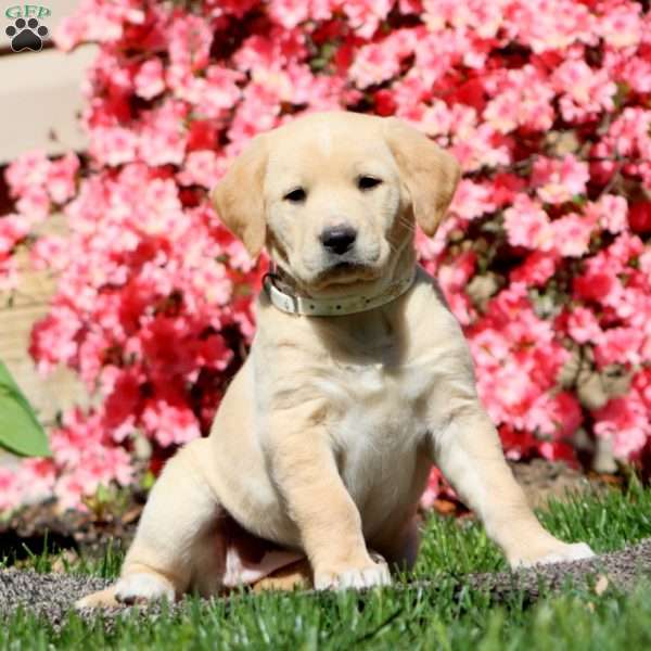 Sheila, Golden Retriever Mix Puppy